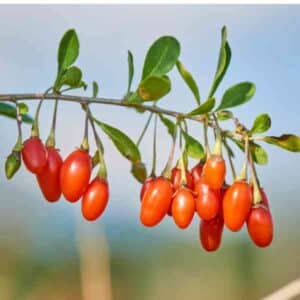 Goji Berry