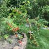 goji-berry-seeds-4