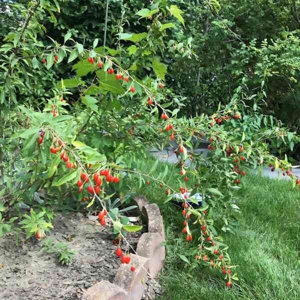 goji-berry-seeds-4 goji-berry-seeds-4