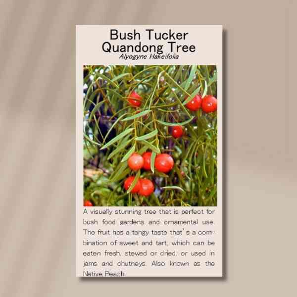 quandong-front quandong-front
