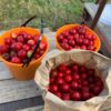 quandong-seeds-7