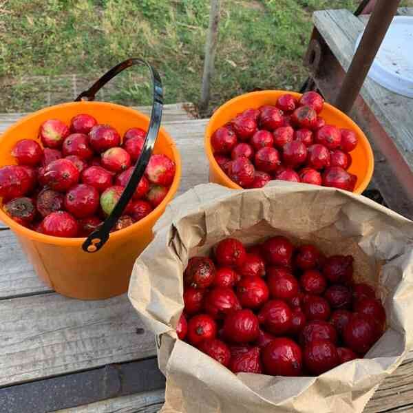 quandong-seeds-7 quandong-seeds-7