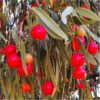 quandong-seeds-8