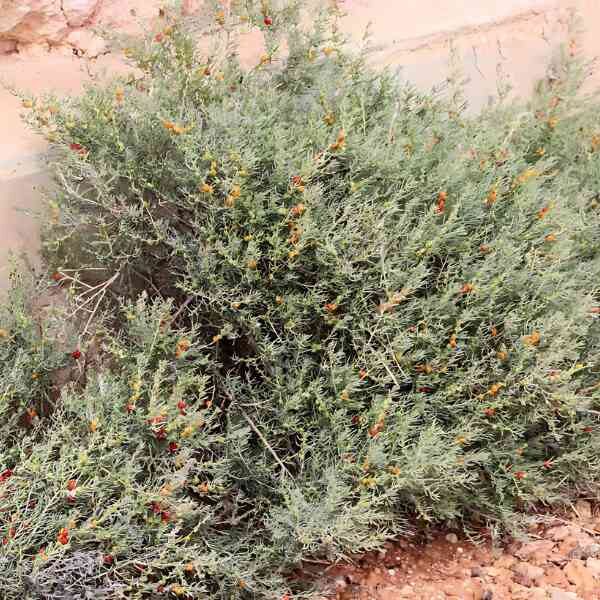 ruby-salt-bush-seeds-4 ruby-salt-bush-seeds-4