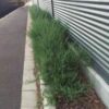 ruby-salt-bush-seeds-6
