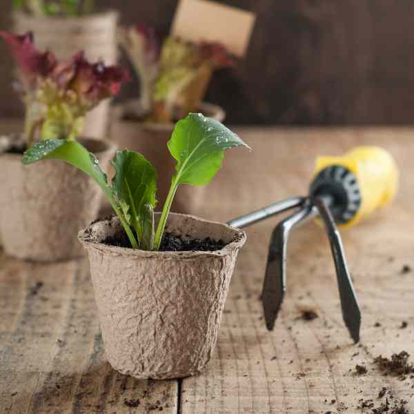 seed raising a small seedling in a biodegradable pot on a wooden bench with a small rake