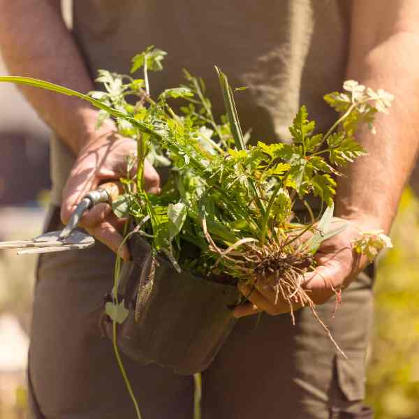 A Gardeners Reflection On Letting Go
