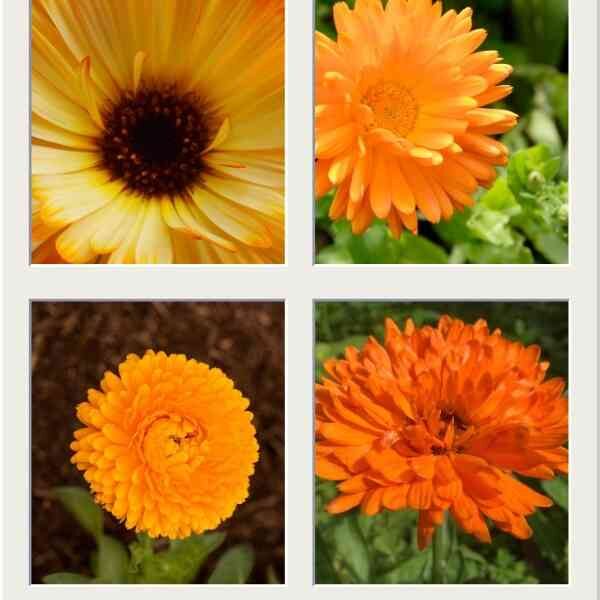 calendula-sunset-mix-seeds- calendula-sunset-mix-seeds-