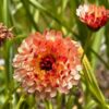 calendula-sunset-mix-seeds-5