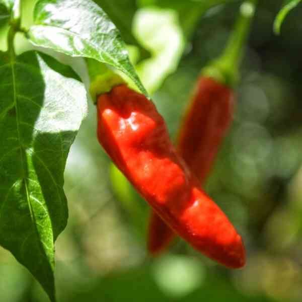 capsicum-marconi-red-seeds=1 capsicum-marconi-red-seeds=1