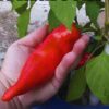 capsicum-marconi-red-seeds=3