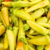 chilli-hungarian-hot-wax-seeds-1