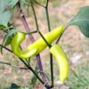 chilli-hungarian-hot-wax-seeds