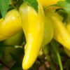 chilli-hungarian-hot-wax-seeds-2