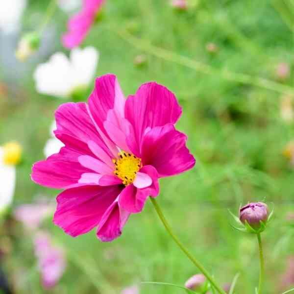 cosmos-seashells-mix-1 cosmos-seashells-mix-1