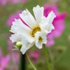 cosmos-seashells-mix-2