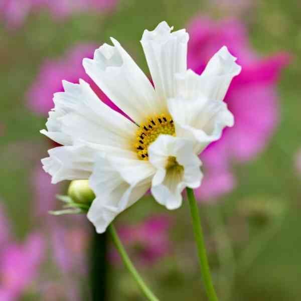 cosmos-seashells-mix-2 cosmos-seashells-mix-2