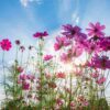 cosmos-seashells-mix-3