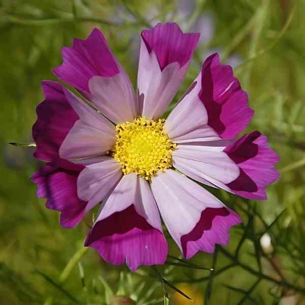 cosmos seashells mix 4