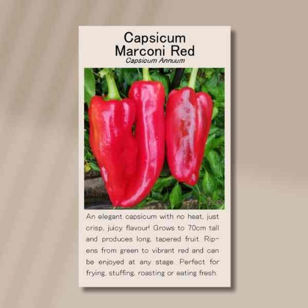marconi-red-seeds-front marconi-red-seeds-front