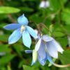 native-bluebell-seeds