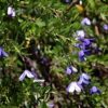 native-bluebell-seeds-3