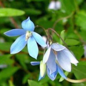 Native Climbing Bluebell