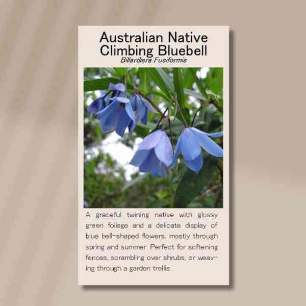 native-climbing-bluebell-seeds-front (1) native-climbing-bluebell-seeds-front (1)