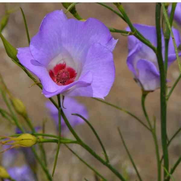 native-hibiscus-seed-1 native-hibiscus-seed-1