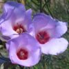 native-hibiscus-seed-2