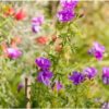 native-hibiscus-seeds-4