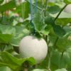 rock-melon-hales-best-seeds-2