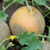 rock-melon-hales-best-seeds-5
