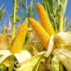 sweet-corn-legacy-seeds