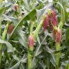 sweet-corn-legacy-seeds-2