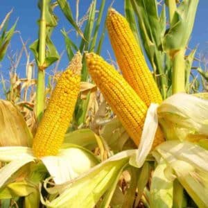 Sweetcorn