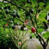 tamarillo-tree-seeds-6 (1)