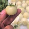 tomato-white-cherry-seeds-1