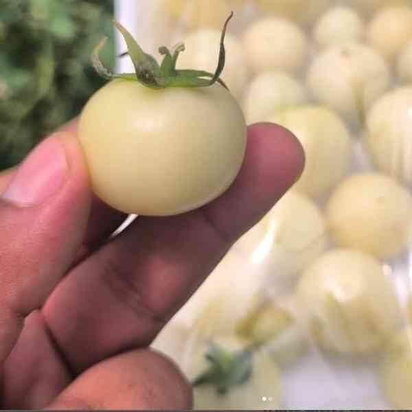 tomato-white-cherry-seeds-1 tomato-white-cherry-seeds-1