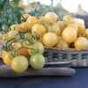 tomato-white-cherry-seeds