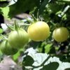 tomato-white-cherry-seeds-3