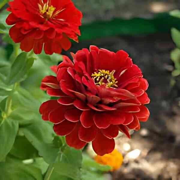 zinnia-meteor-seeds-4 zinnia-meteor-seeds-4