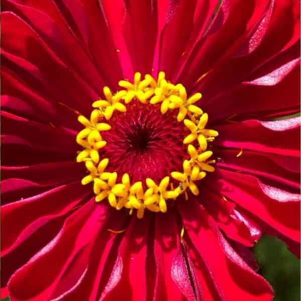 zinnia-meteor-seeds-7 zinnia-meteor-seeds-7