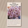 zinnia-rosy-lavender-front
