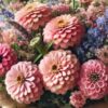 zinnia-rosy-lavender-seeds-4