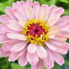 zinnia-rosy-lavender-seeds-5