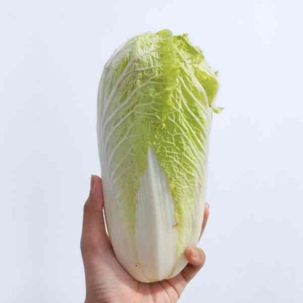 cabbage-wong-bok-seeds-1 cabbage-wong-bok-seeds-1