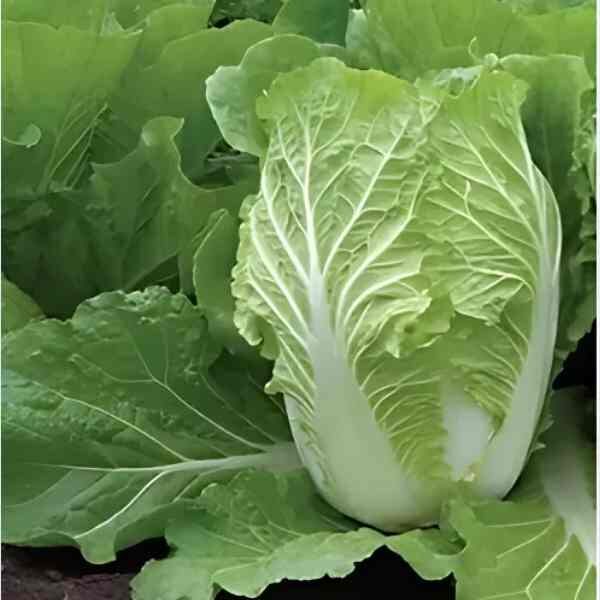 cabbage-wong-bok-seeds-2 cabbage-wong-bok-seeds-2