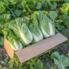 cabbage-wong-bok-seeds-3