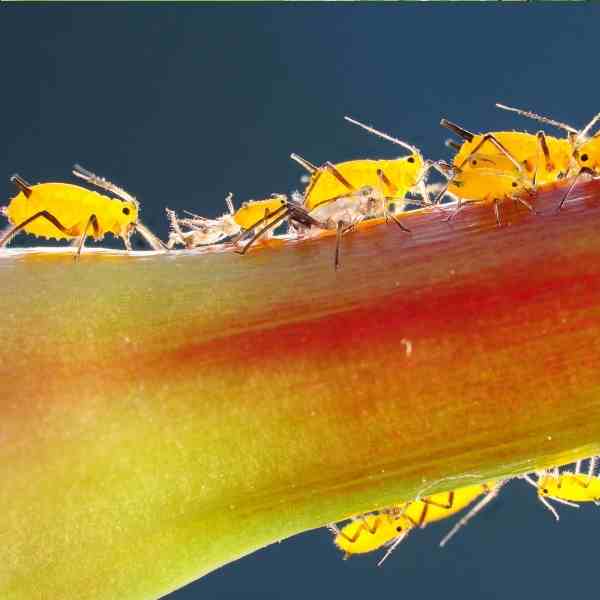 post aphids 4